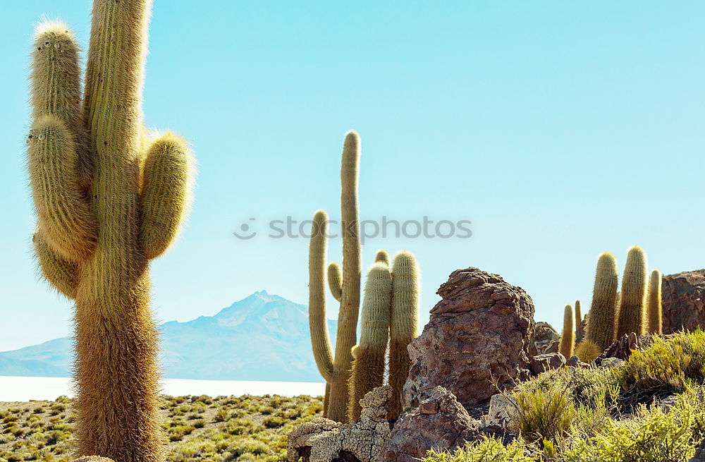 Similar – Cactus Garden