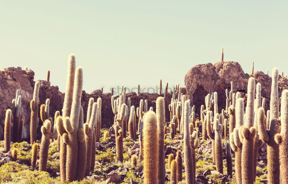 Similar – Cacti and salt lake