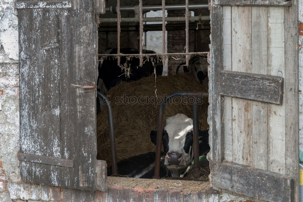 Similar – pig Manure heap Odor