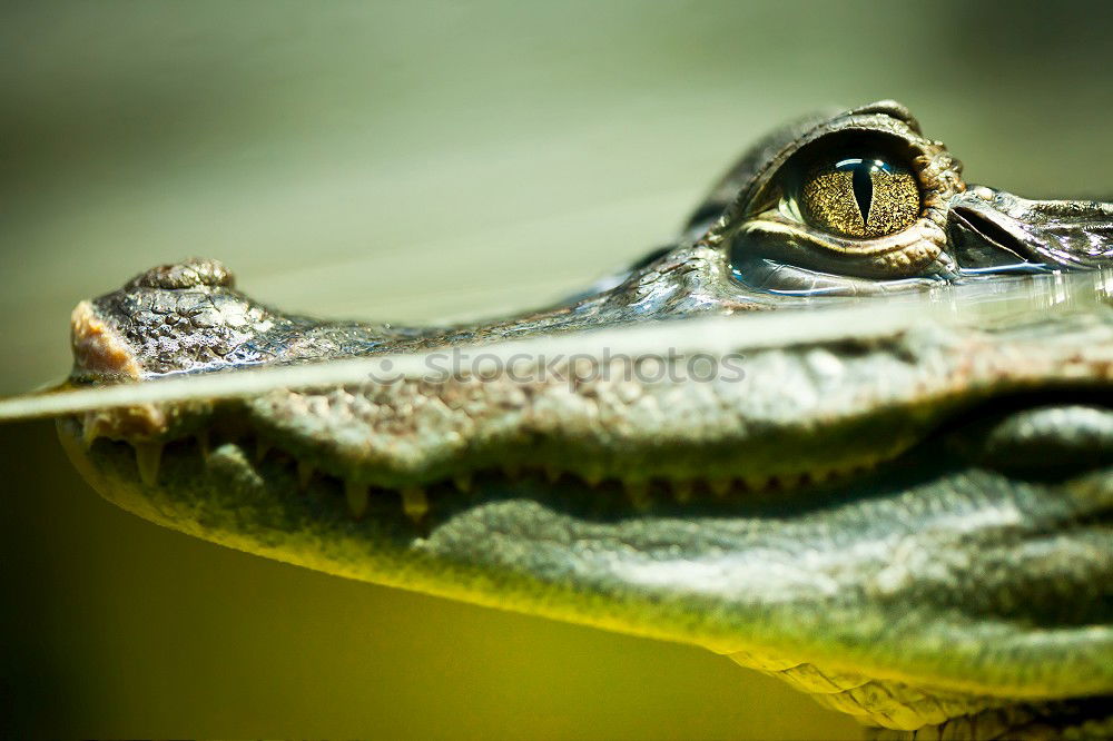 Similar – portrait of marsh frog