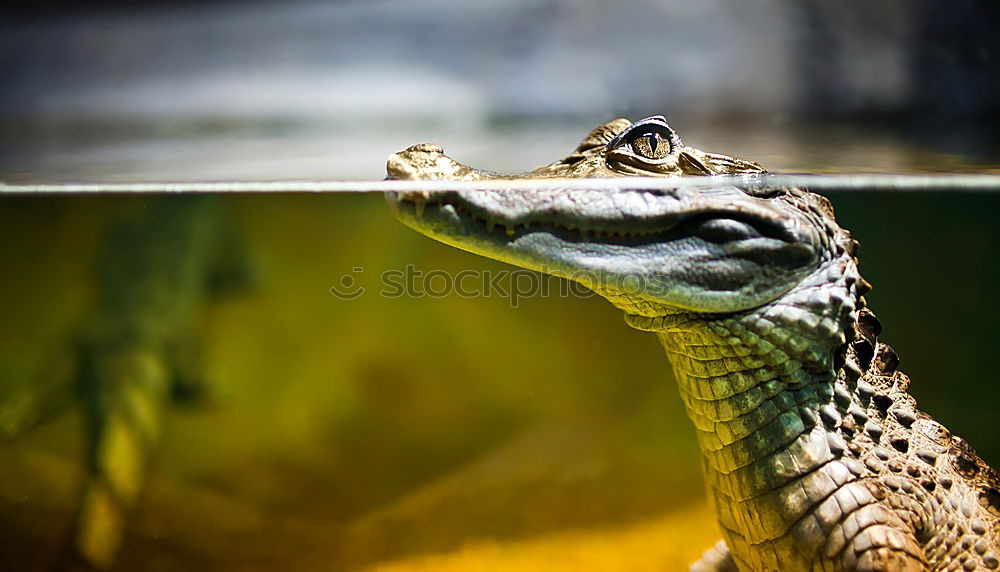 Similar – Horned toad lizard