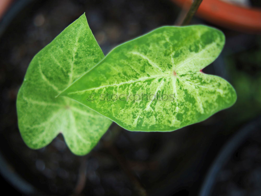 Similar – Image, Stock Photo red clover, trifolium pratense, four clovers