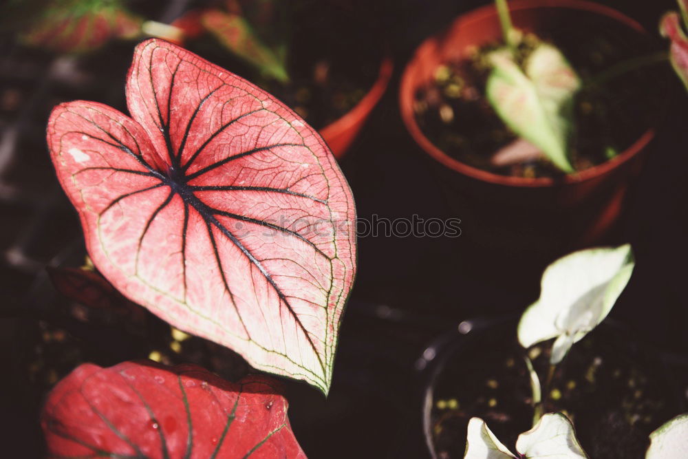 Similar – Image, Stock Photo Orchid flower with different leaves