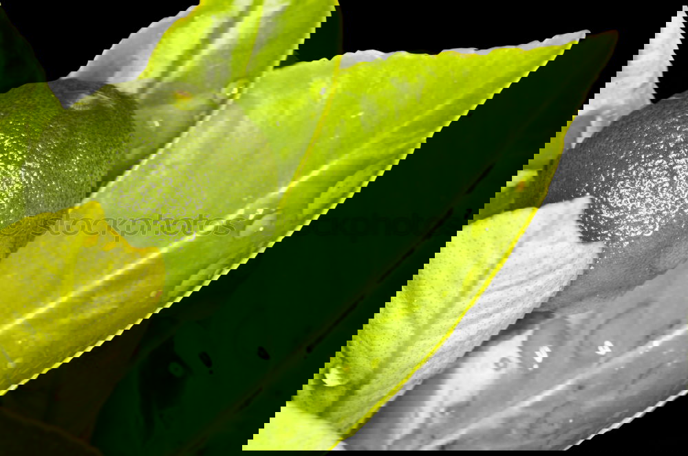 Similar – Image, Stock Photo lemon tree Lemon Green
