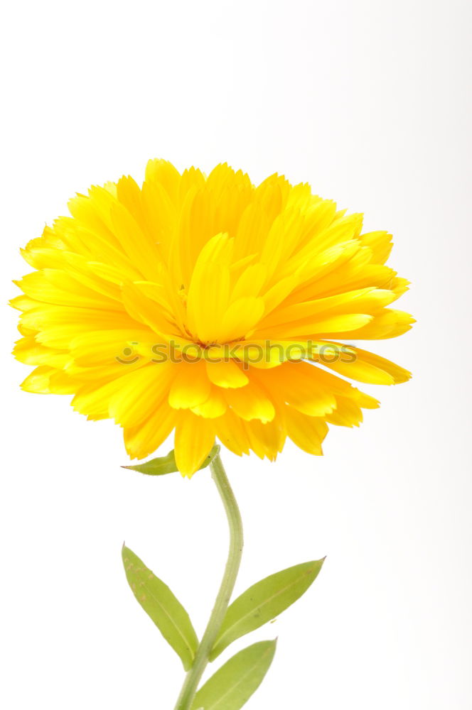 Image, Stock Photo Aster Flower Stamen