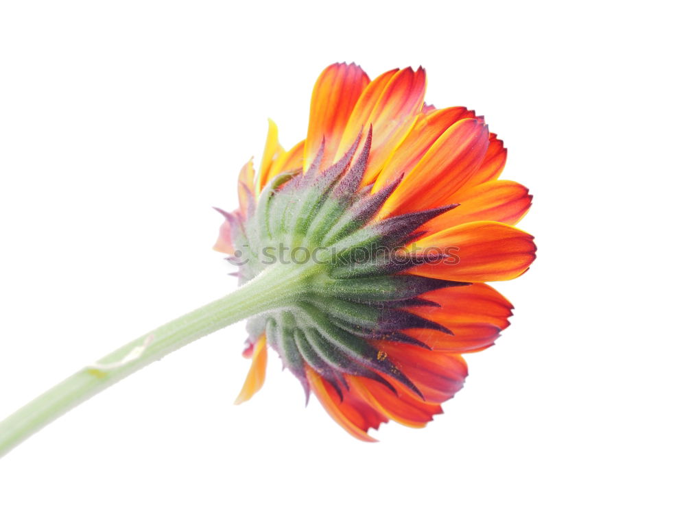 Similar – Gerbera vor Blau Blume rot