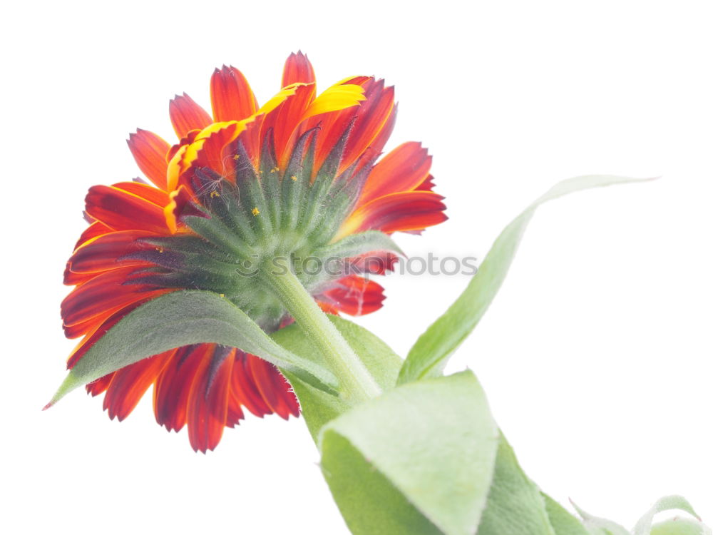 Similar – Gerbera vor Blau Blume rot