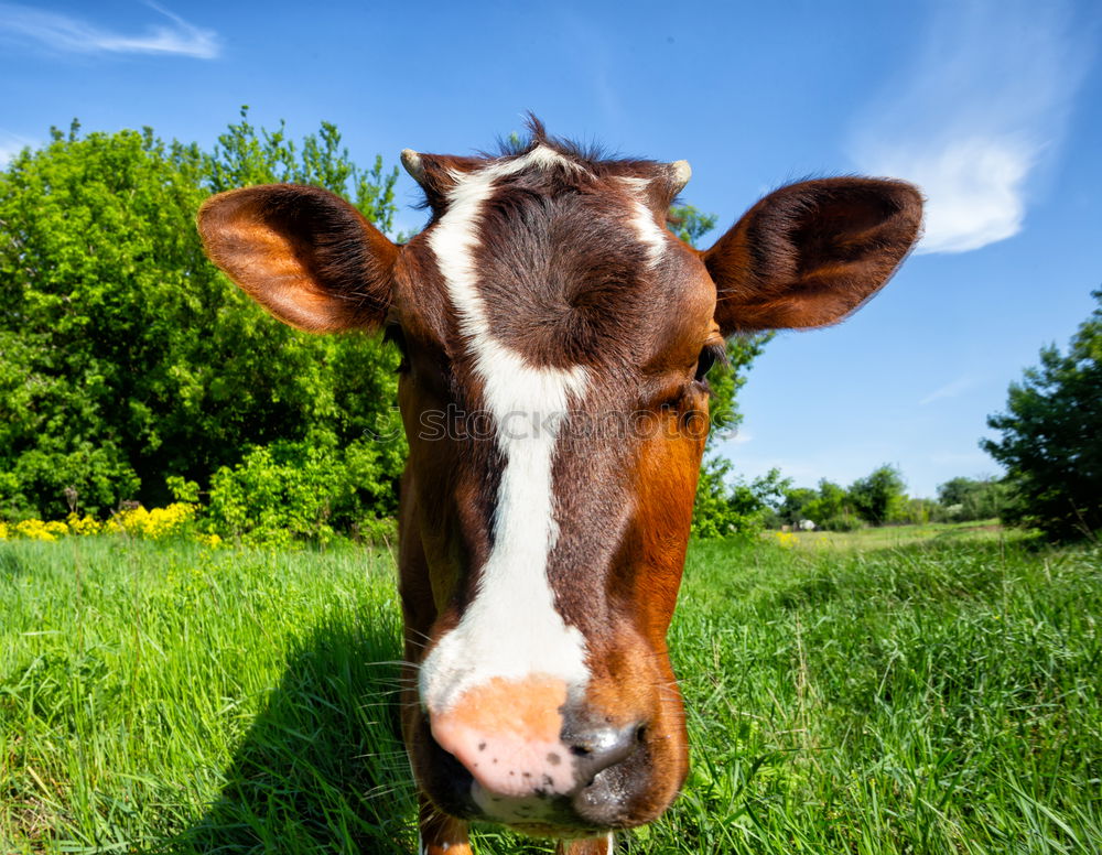 Similar – happy cow on the mountain pasture