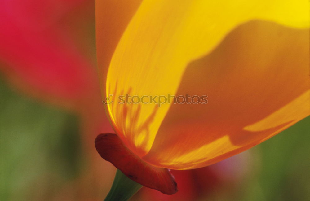 Similar – Image, Stock Photo Flowers