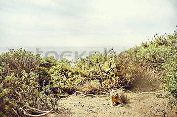 Similar – Image, Stock Photo Fable of the Rabbit and the Post Part II