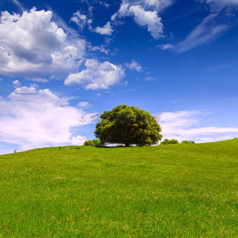 Similar – Image, Stock Photo Family Baum Tree Green