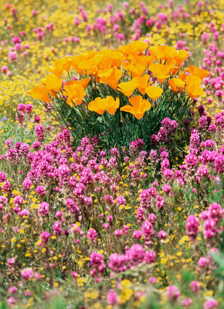 Image, Stock Photo Flowering Heath Heathland