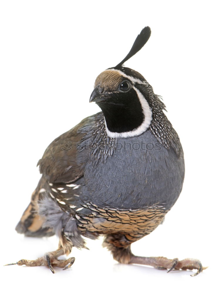 Similar – Image, Stock Photo Nice tit with blue head looking up