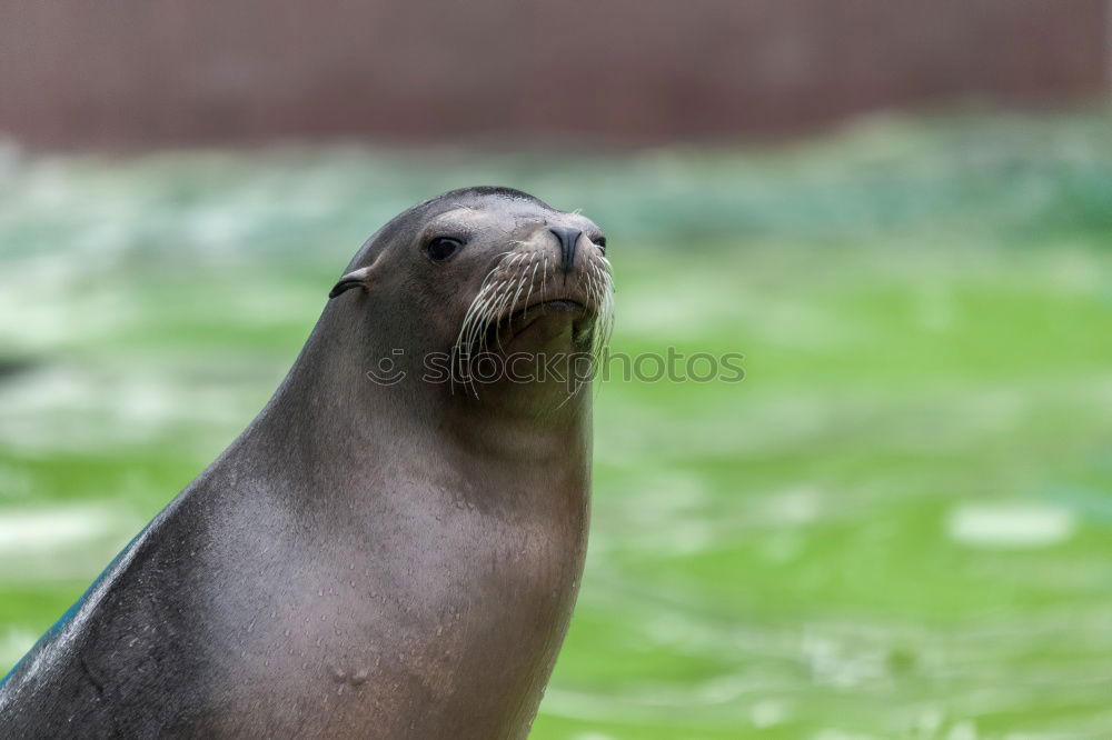 Similar – Screaming/Calling Seal