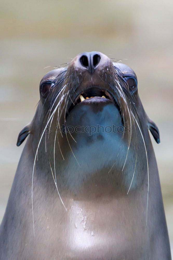 Similar – swimming penguin, humboldt penguin