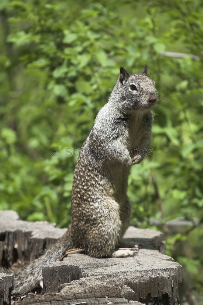 Image, Stock Photo Sandy C. Animal