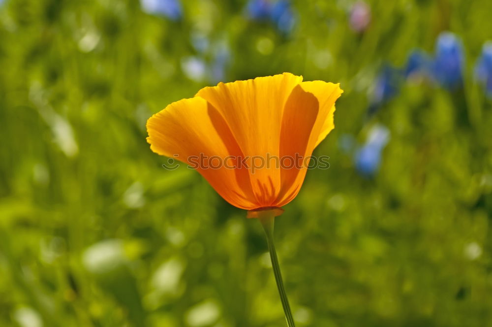 Similar – Image, Stock Photo fire tulip Summer Sun