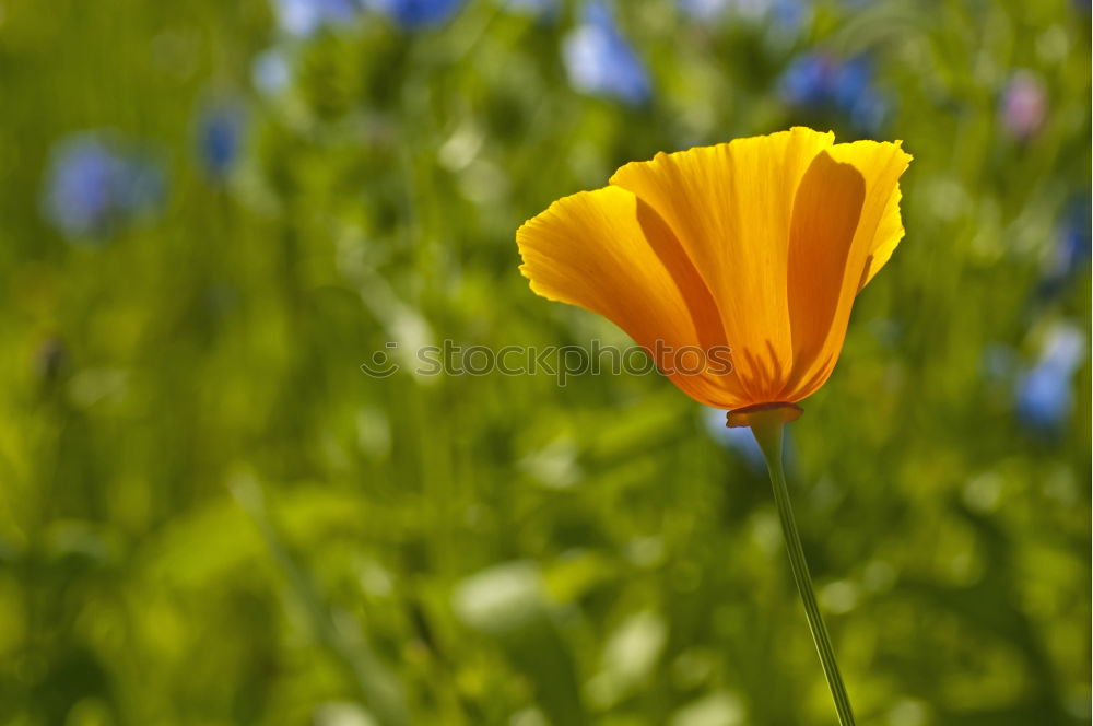 Similar – Image, Stock Photo fire tulip Summer Sun