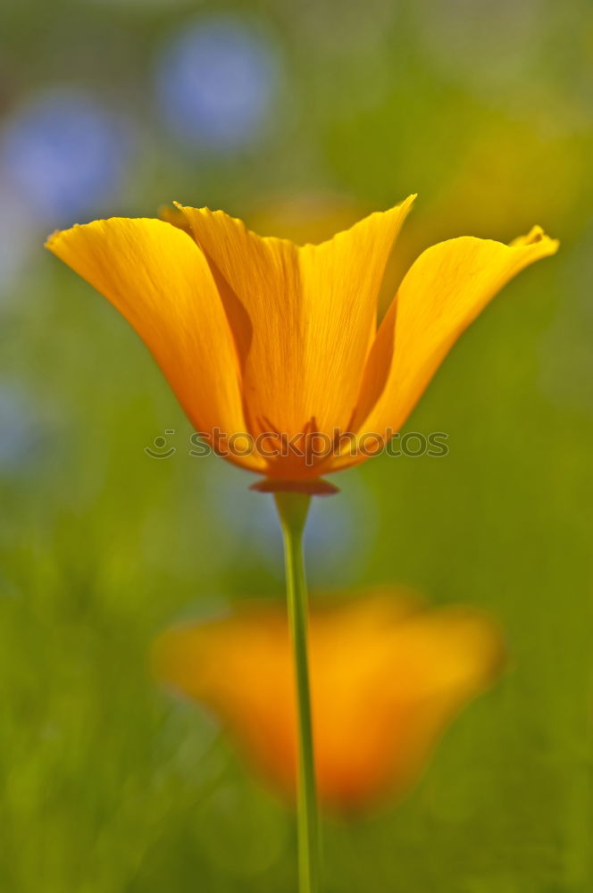 Similar – Image, Stock Photo fire tulip Summer Sun