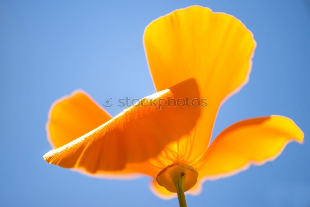 Similar – Gingkoblätter Leuchtkraft