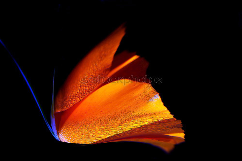 Similar – Image, Stock Photo poppy I Poppy leaf Blossom