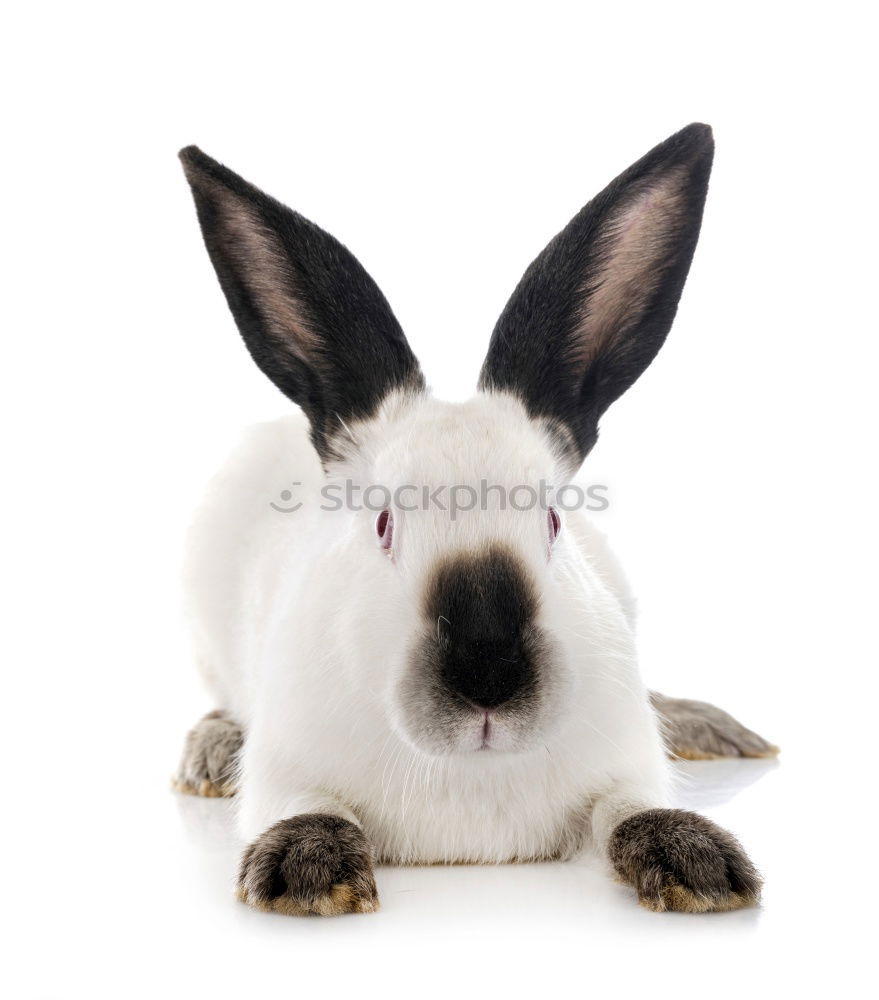 Similar – Image, Stock Photo lateral entrants Style Pet