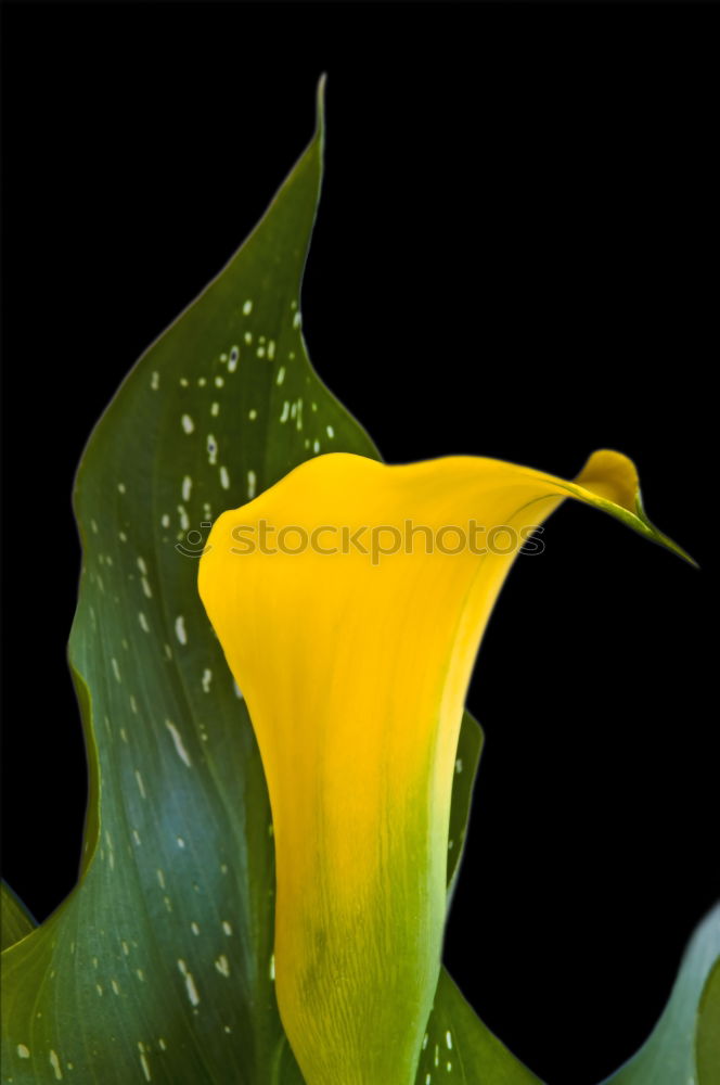 Similar – Image, Stock Photo Wilt #2 Tulip Blossom