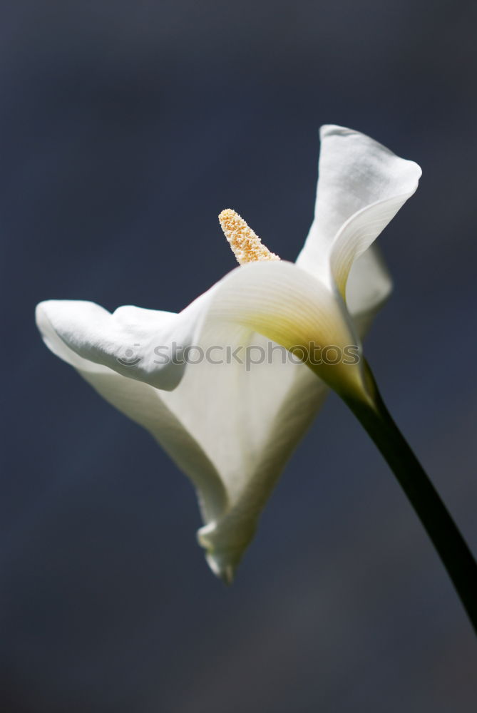 Similar – Image, Stock Photo snowdrops Snowdrop Pure