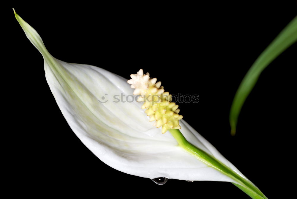 Similar – three flowering snowdrops against a dark background