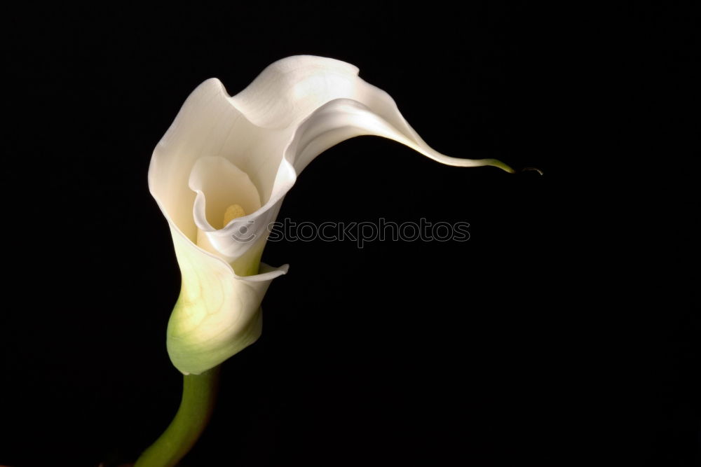 Similar – Image, Stock Photo bud Water lily Pond