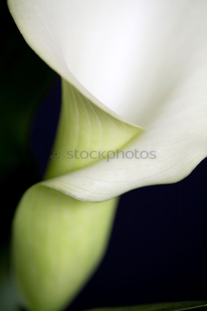 Similar – Image, Stock Photo harbinger Snowdrop Spring