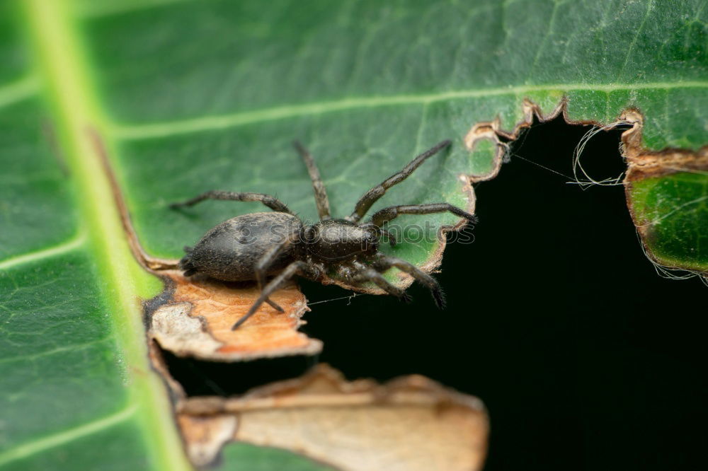 Similar – Ants Macro Experiment