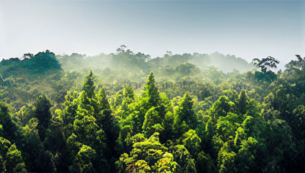 Similar – (Negative) transformation | rainforest becomes palm oil