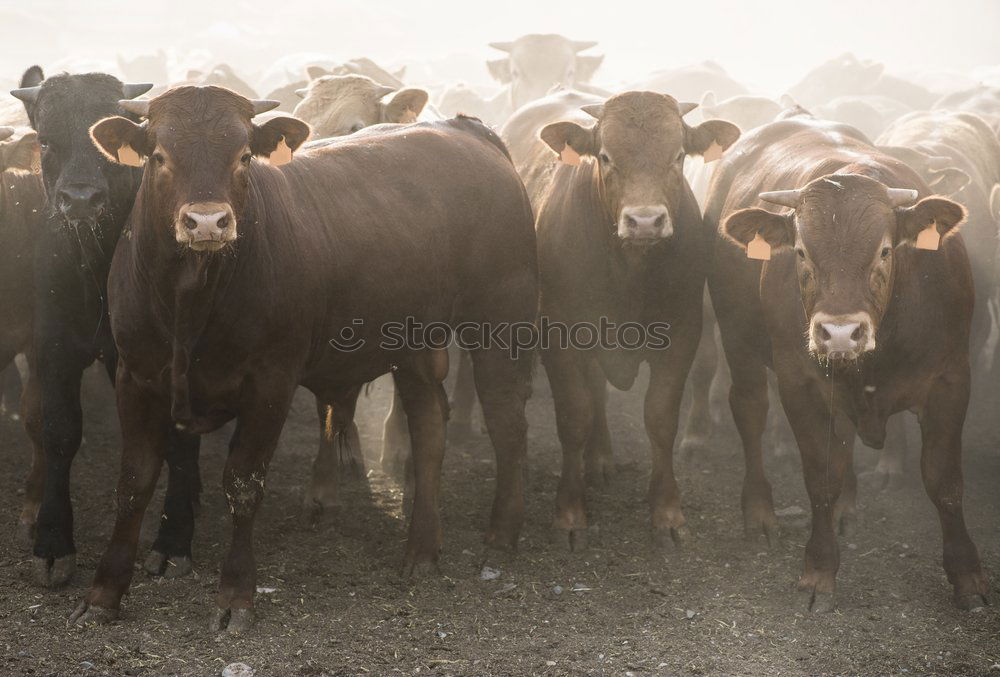 Similar – Calves in farm for veal