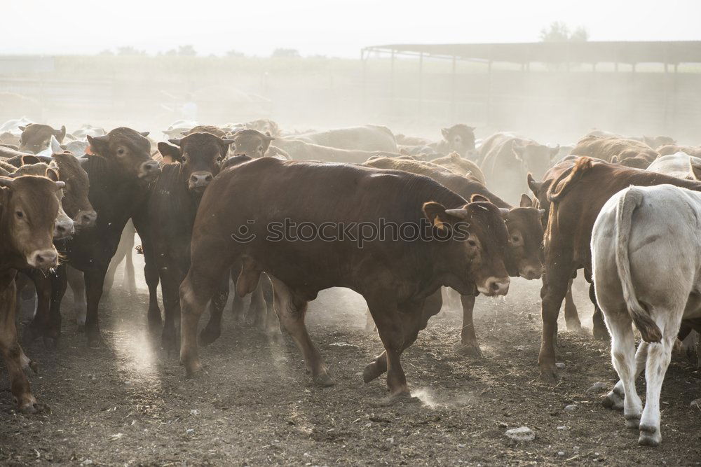 Similar – Calves in farm for veal