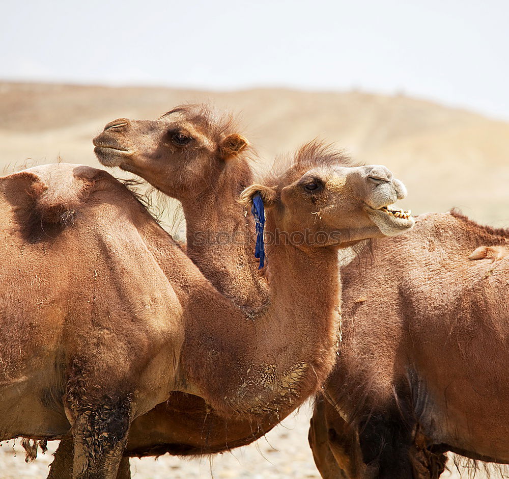 Image, Stock Photo Desert Cab VII Art
