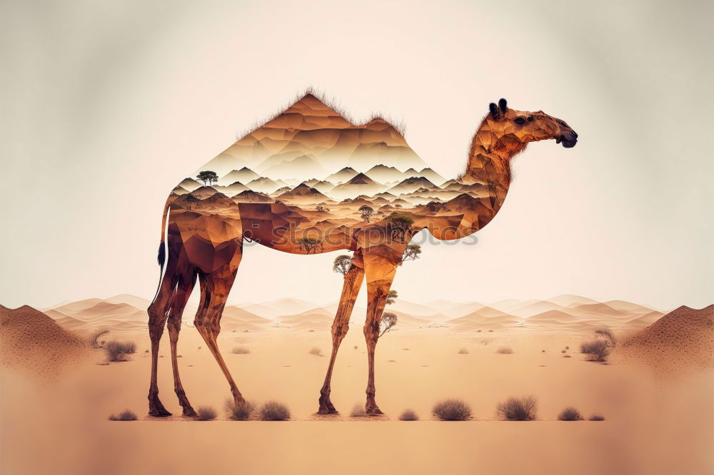 Similar – Camel up Dromedary Desert