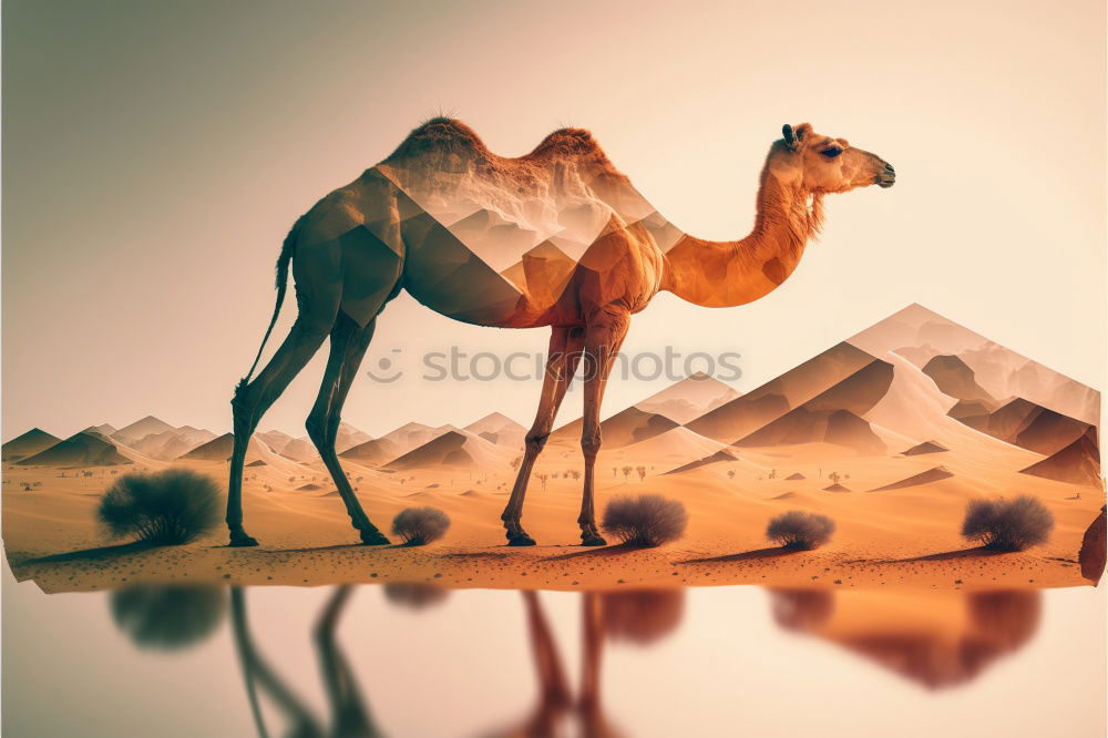 Similar – Camel up Dromedary Desert