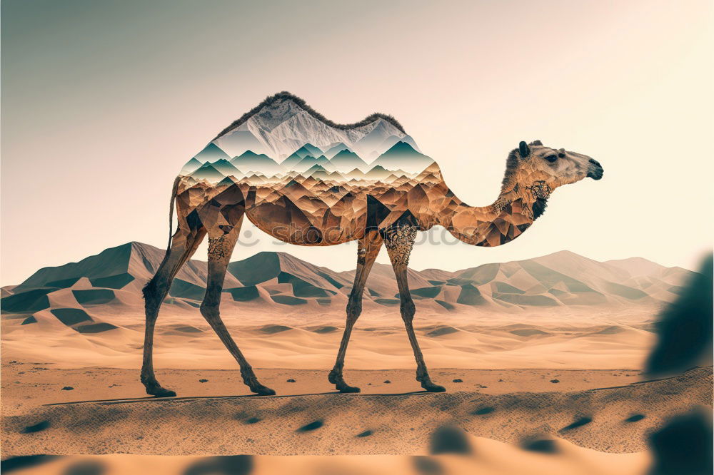 Similar – Camel up Dromedary Desert