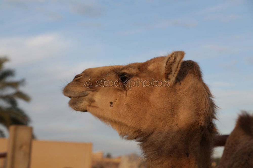 Similar – Camels in Dubai 2 Close-up