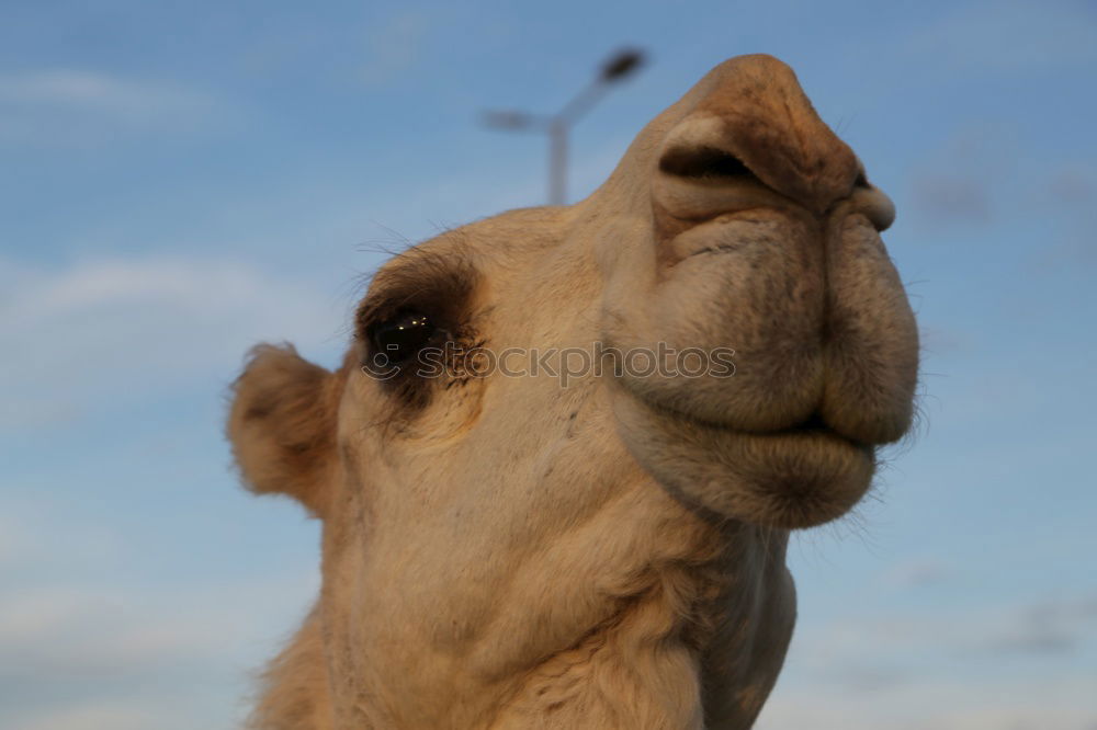 Similar – Camelface Morocco Africa