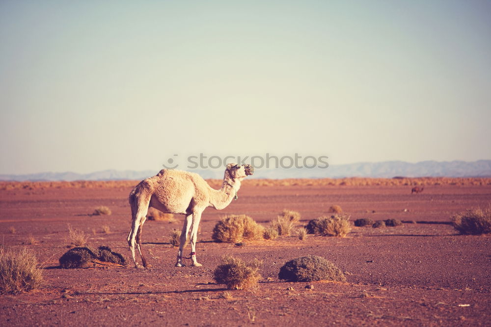 Similar – Image, Stock Photo #A# Desert animal