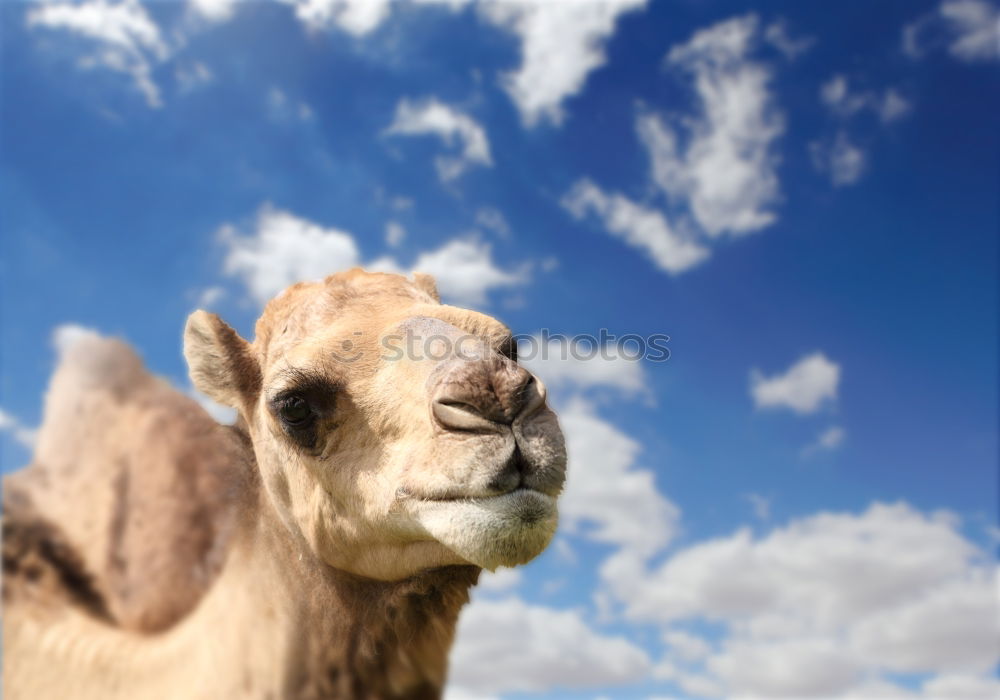 Similar – This little llama in the ruins of Machu Picchu