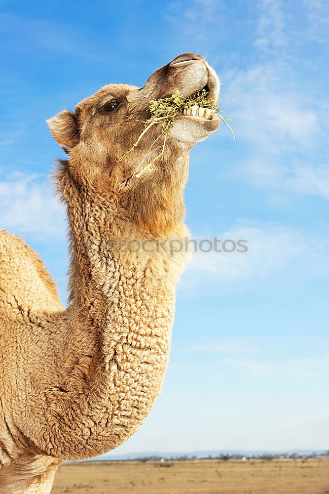 Similar – free dromedary near the sea