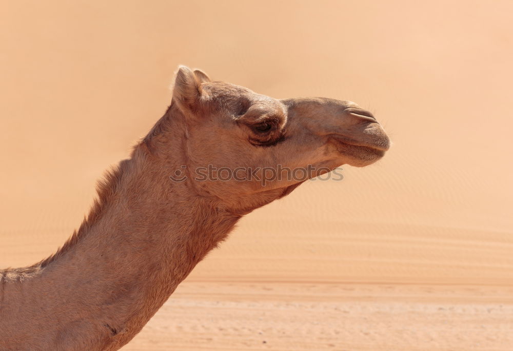 Similar – Image, Stock Photo oman empty quarter of desert a free