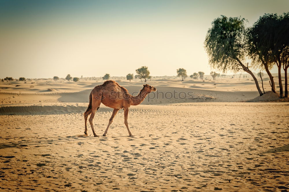 Similar – caravan rest Dromedary