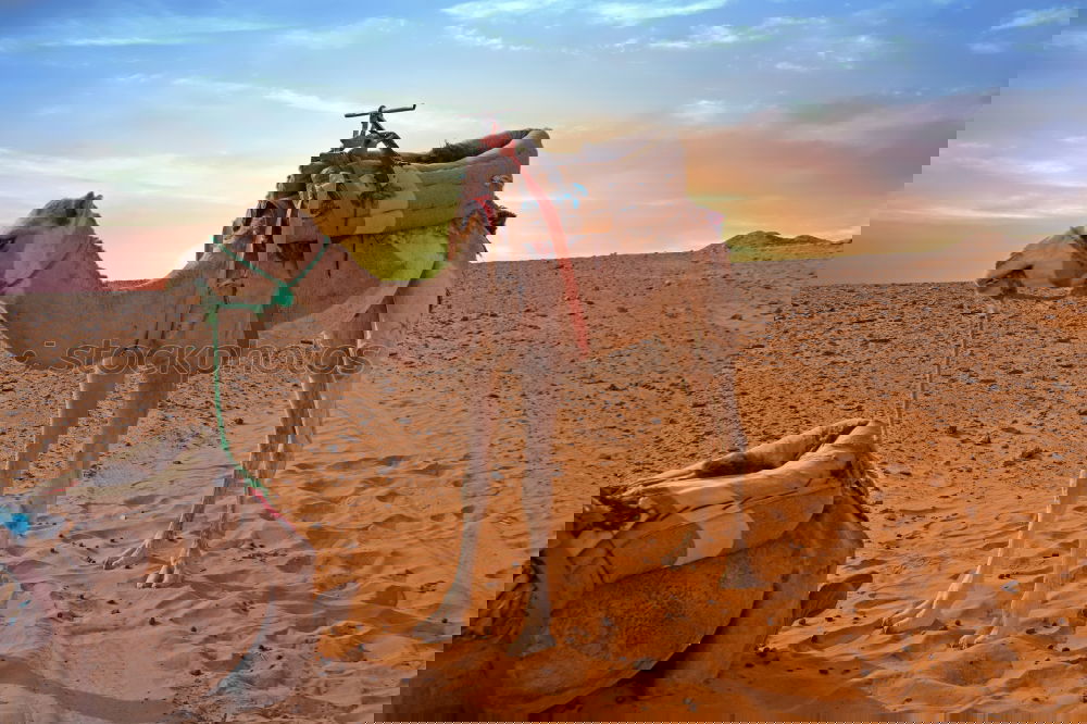 Similar – Image, Stock Photo desert a free dromedary near the sea