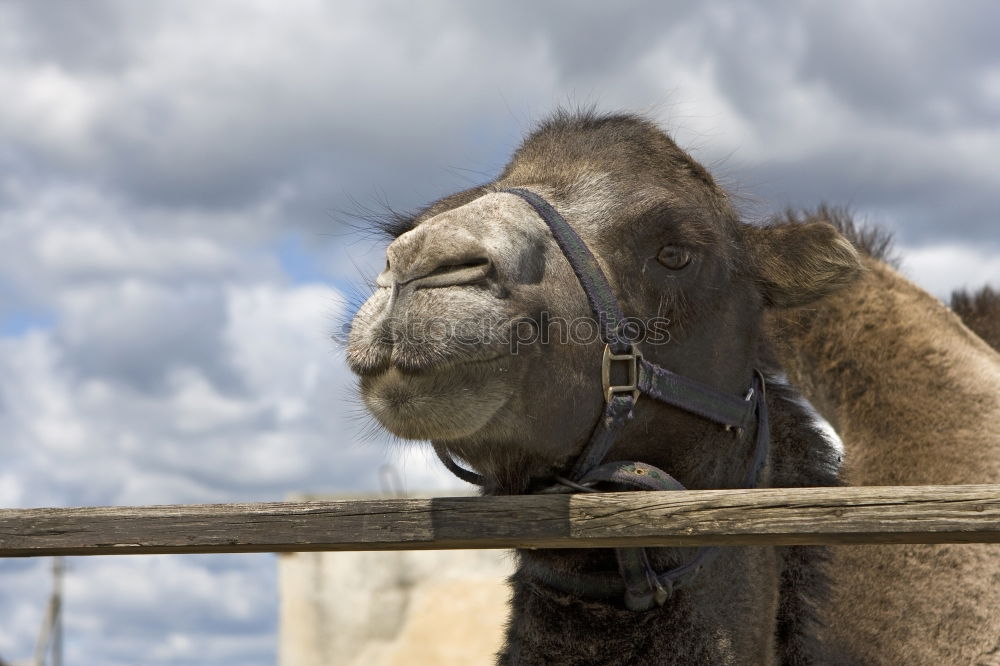 Similar – Esel am Stoppschild Natur