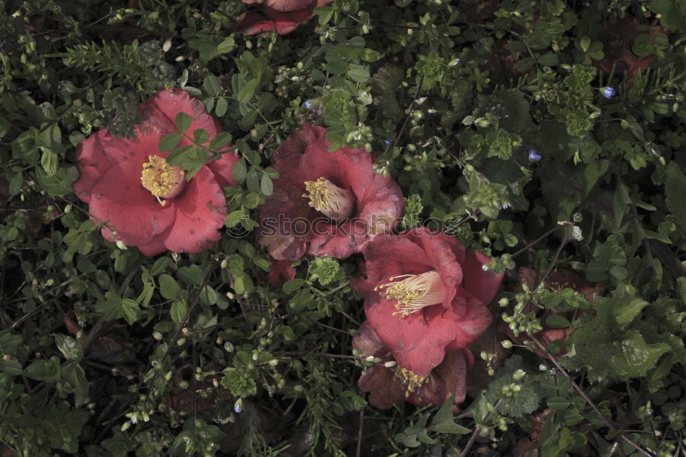 Similar – Image, Stock Photo thematic background