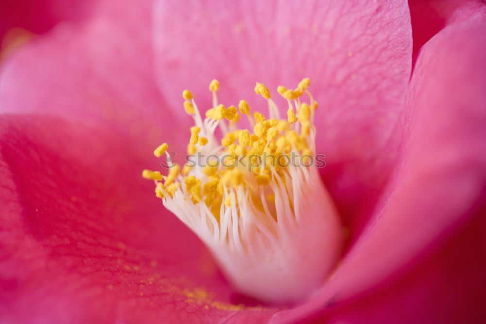 Similar – opium poppy,flower